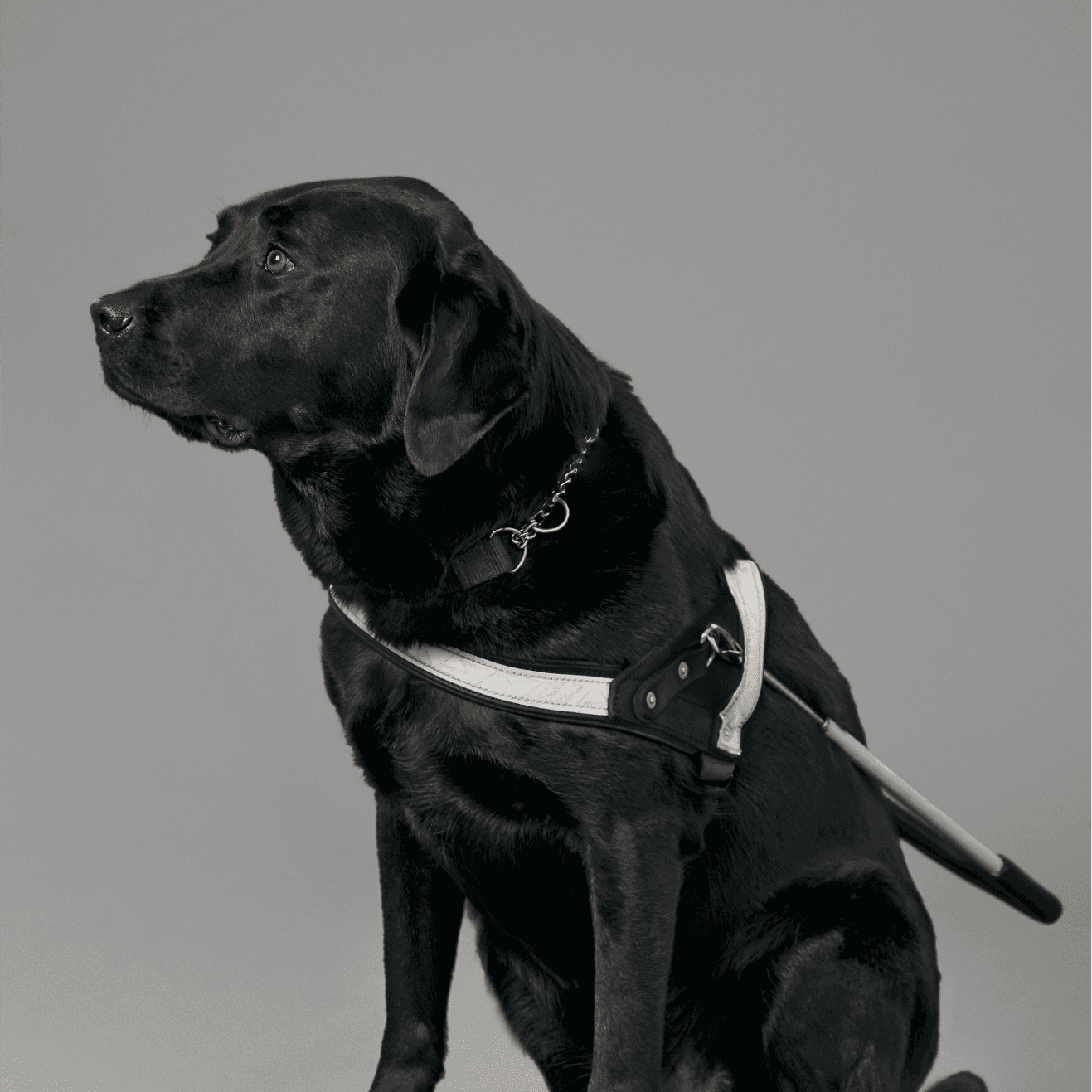 Blind Low Vision NZ - Support Guide Dogs