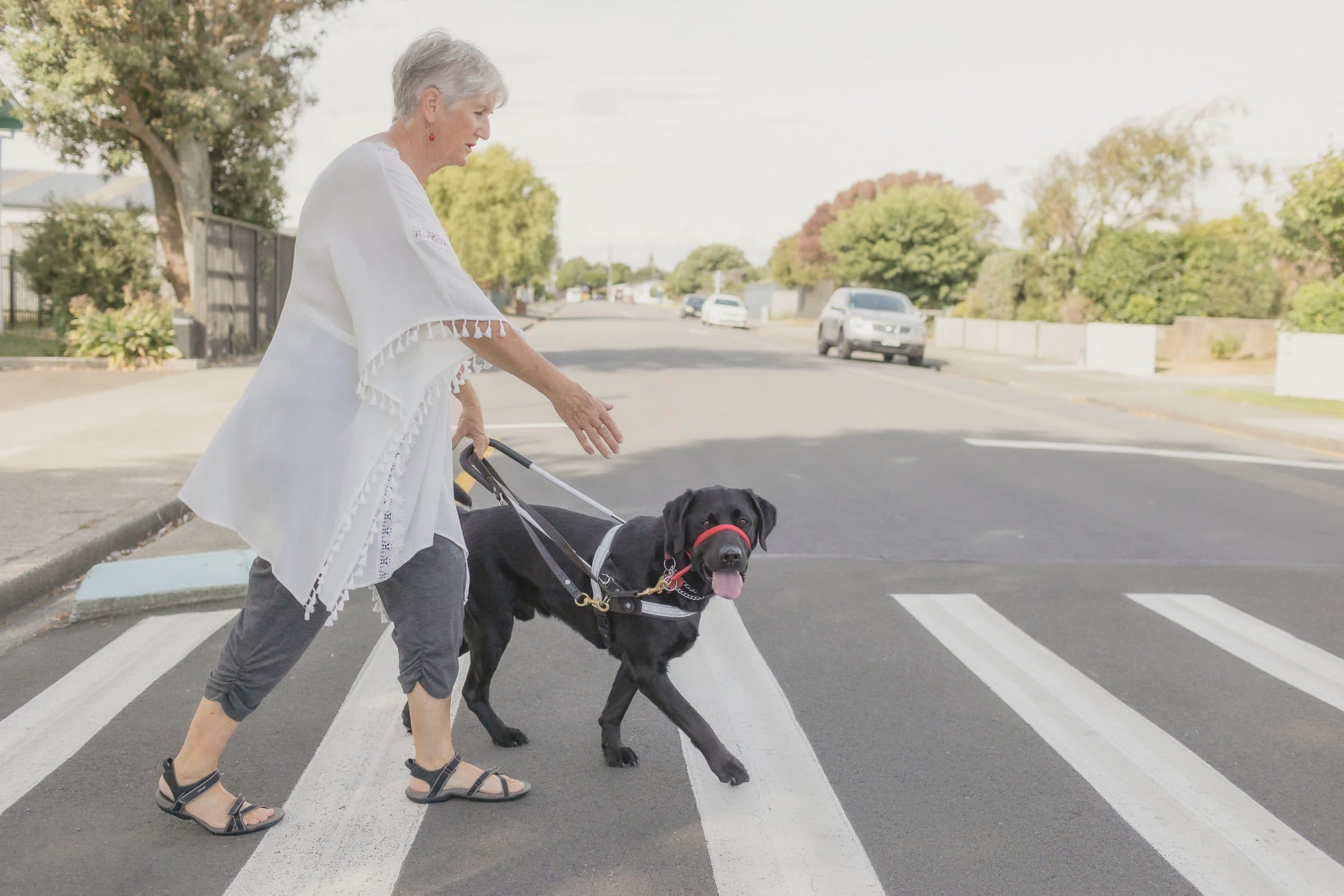 Client Sue and guide dog, Yazz are crossing the road at a pedestrian crossing