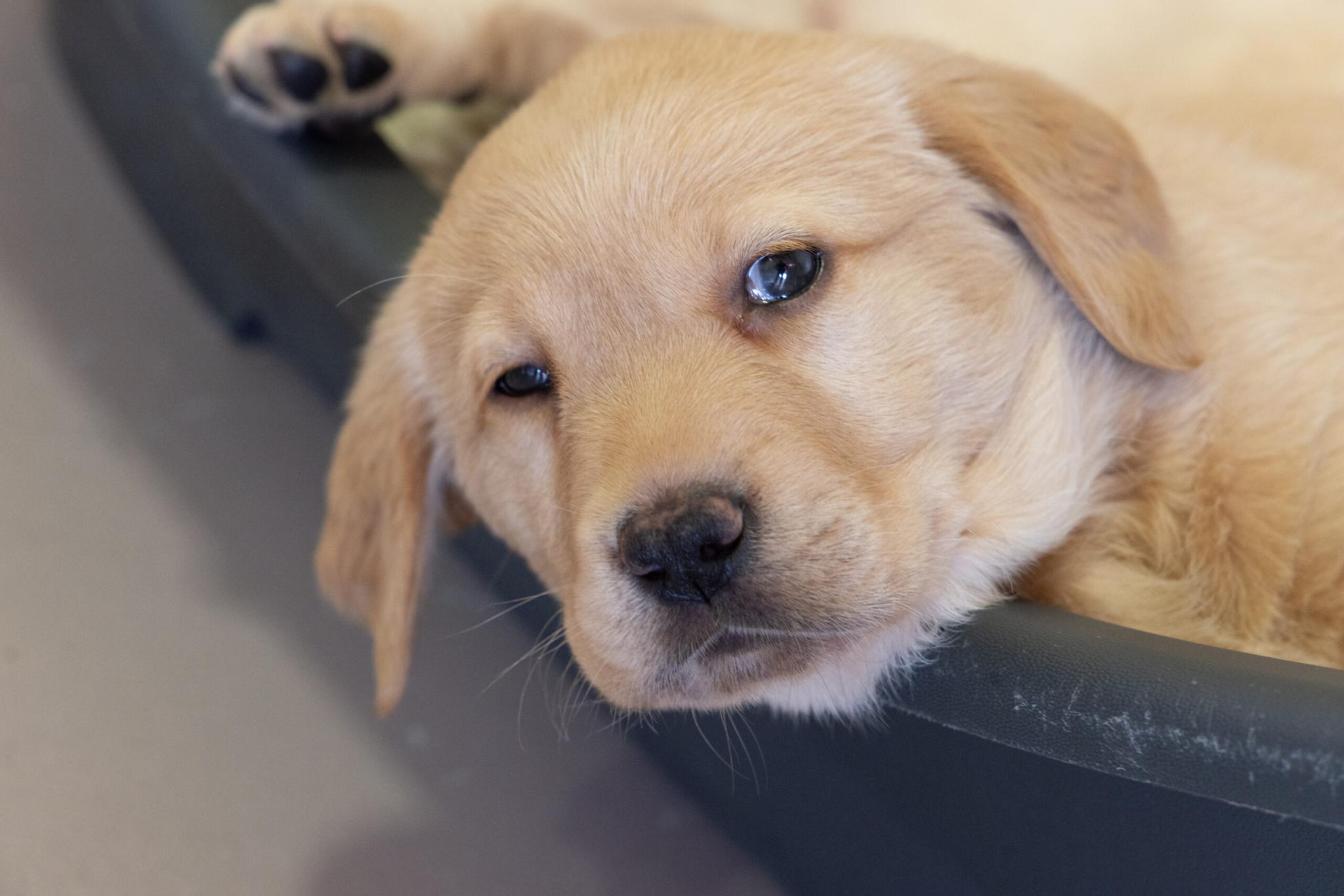 Blind Low Vision NZ - Guide Dog Services