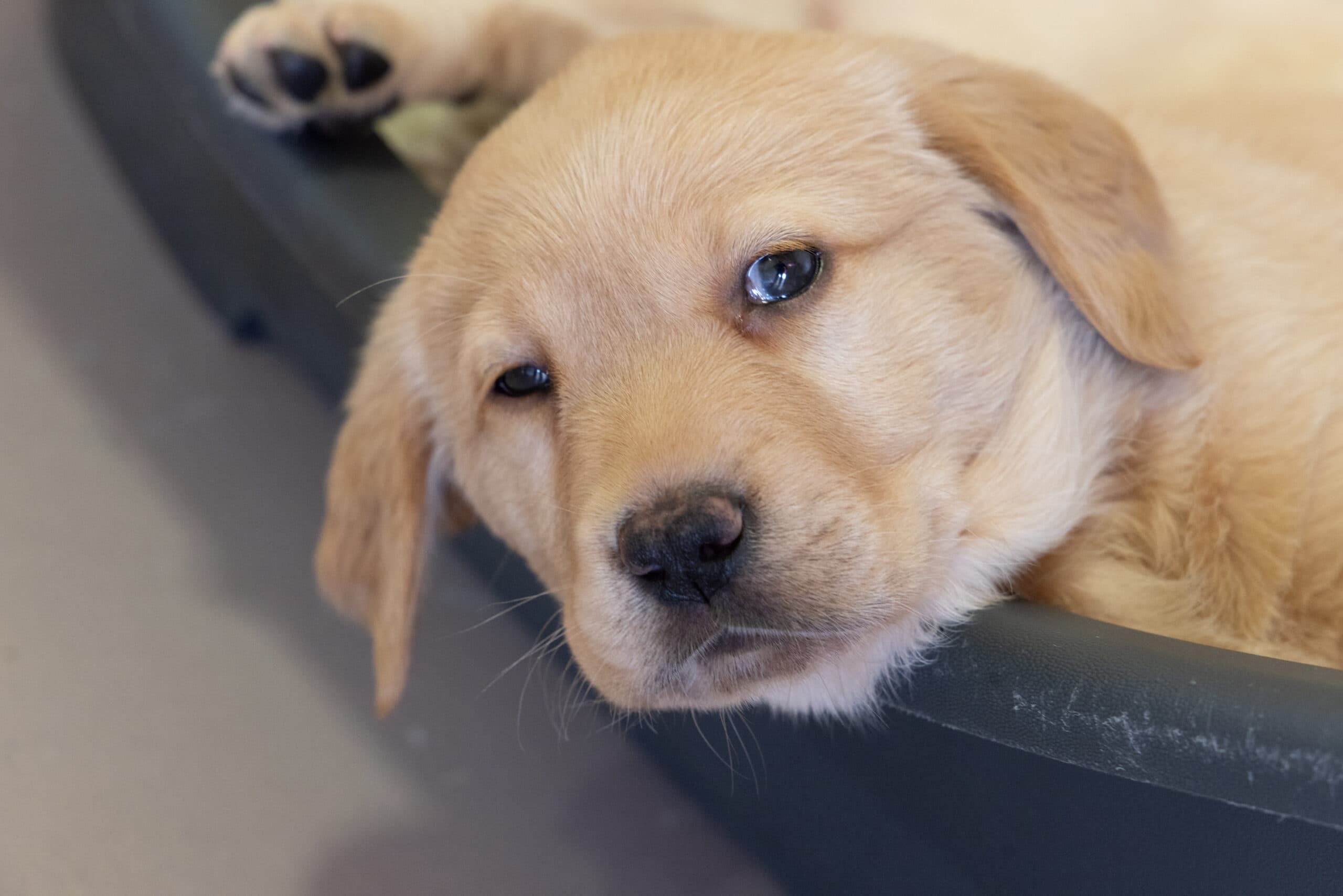 Golden retriever guide dog puppy lying down