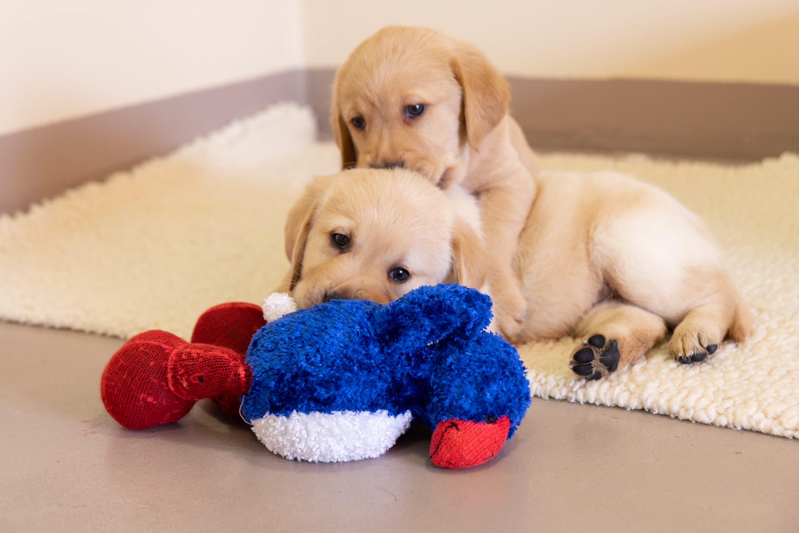 Two golden retriever puppies playing with each other.