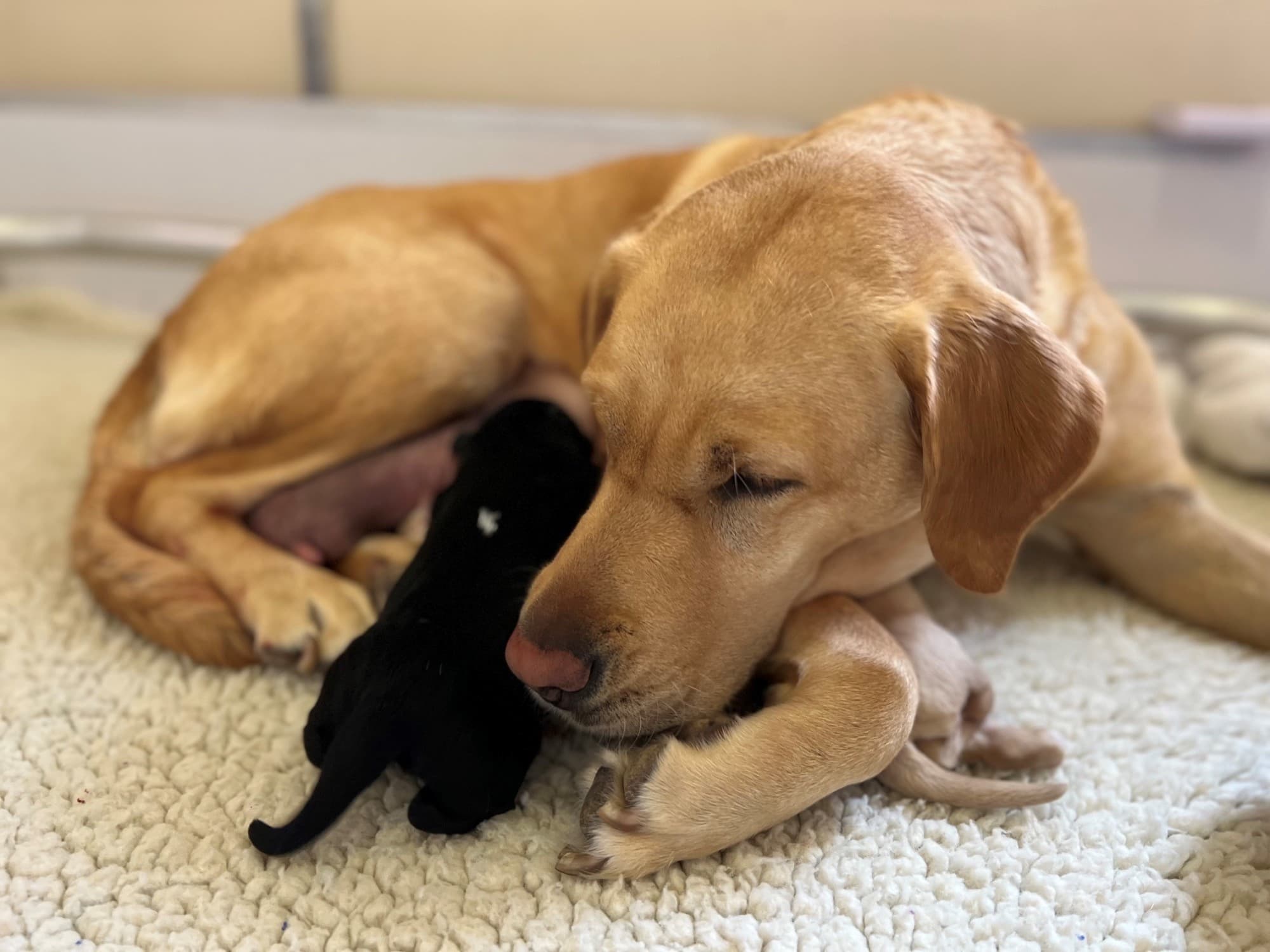 Yellow labrador retriever guide dog with a small black yellow Labrador retriever