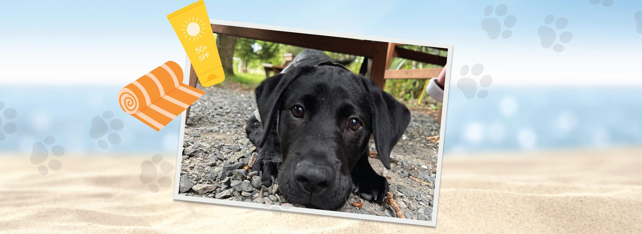 A black Labrador dog peeking out from under a bench, with a beach and ocean in the background. Illustrations of a tube of sunscreen and a rolled-up towel are digitally superimposed on the left side of the image.