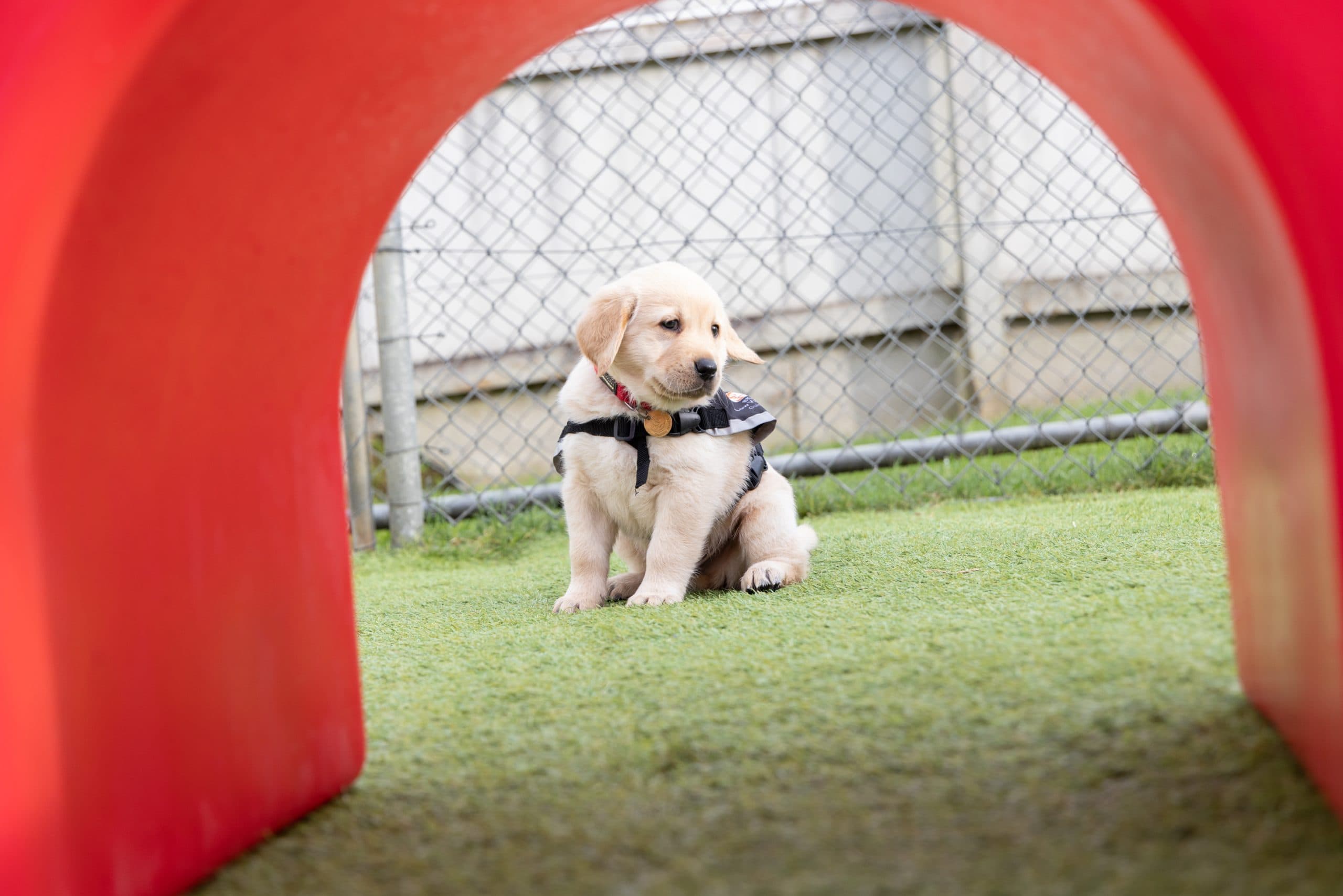 A Blinmd Low Vision NZ Guide Dog puppy outside on the grass, viewed through a red archway.