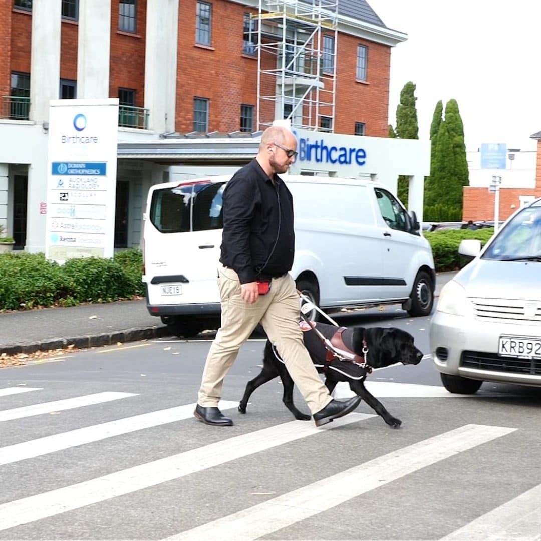 A blind man crossing a pedestrian crossing with a guide dog.