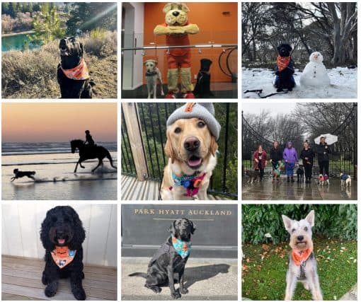 Image description: A vibrant photo collage featuring PAWGUST participants and their dogs, showcasing the diversity of the challenge. Participants and their furry companions are seen wearing various PAWGUST merchandise, including bright bandanas and beanies. The dogs, a mix of breeds and sizes are beaming with excitement. The collage highlights different weather conditions, from crisp snowy scenes and wet, rainy walks to golden sunsets and sunny skies