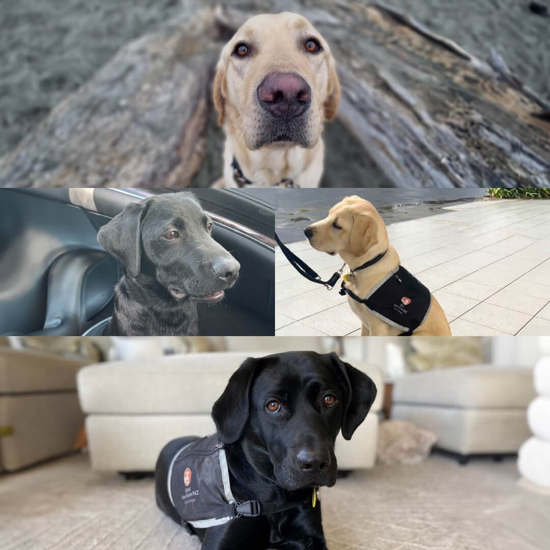 A collage of four guide dogs: Sandy, a yellow Labrador sitting with a harness; Gino, a yellow Labrador shown in a close-up; Kimba, a black Labrador lying down wearing a harness; and Paddy, a black Labrador seen in a close-up profile.