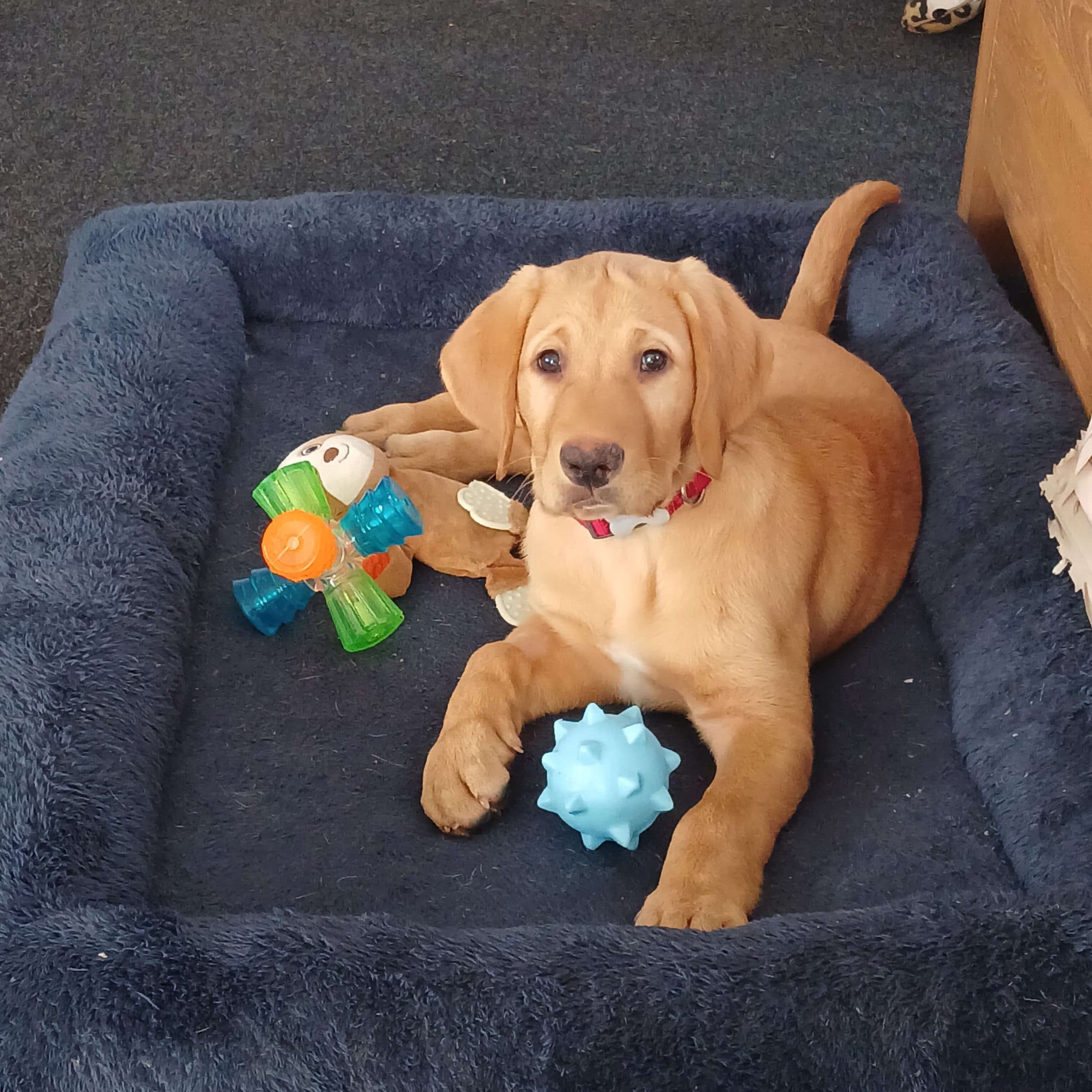 Uno, a little golden Labrador puppy, lying in a cosy blue dog bed. Uno is looking directly at the camera with a playful expression, surrounded by colourful toys, including a spiky blue ball.