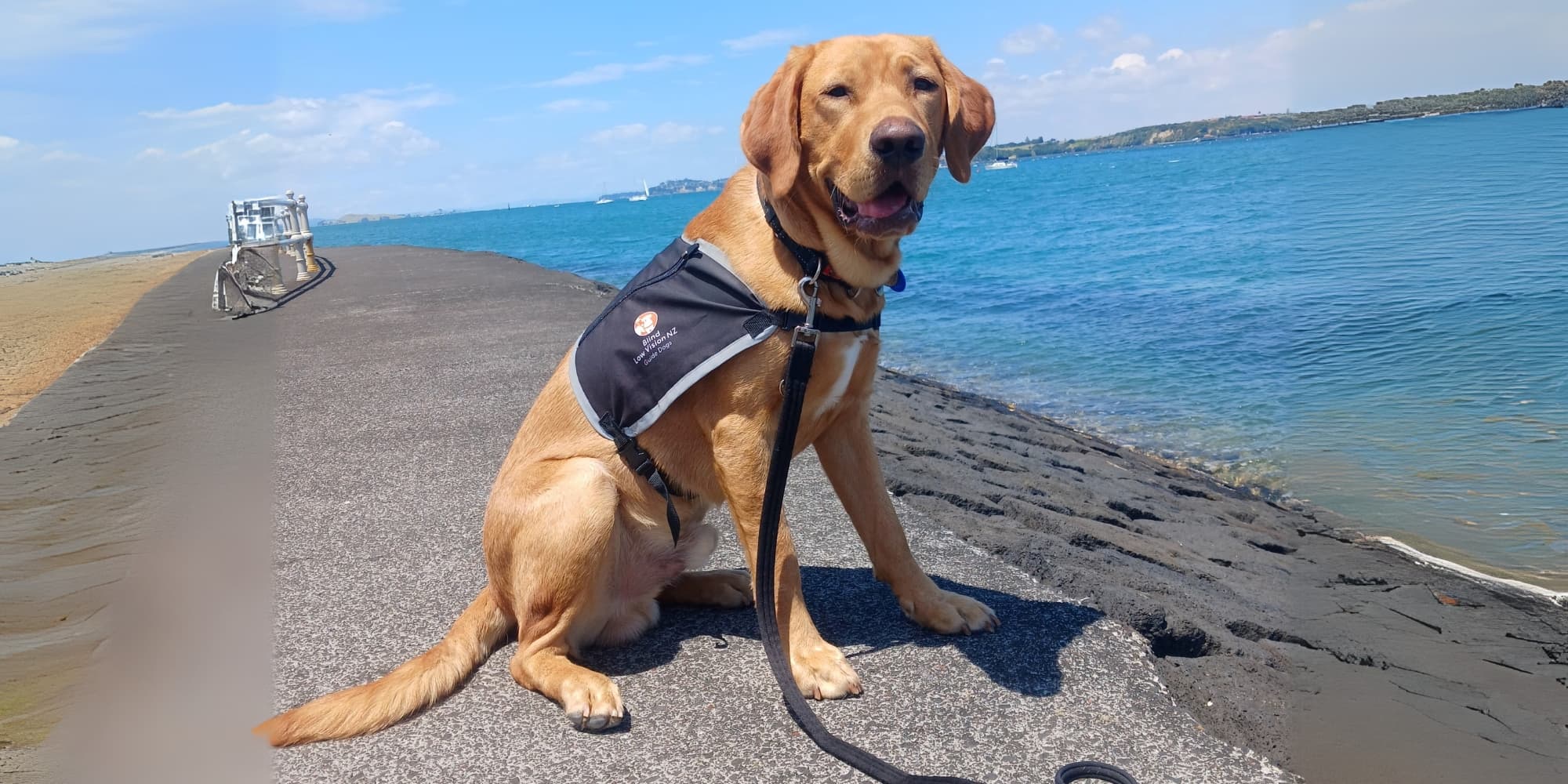 Guide dog in black training jacket sitting by the seashore on sunny day.