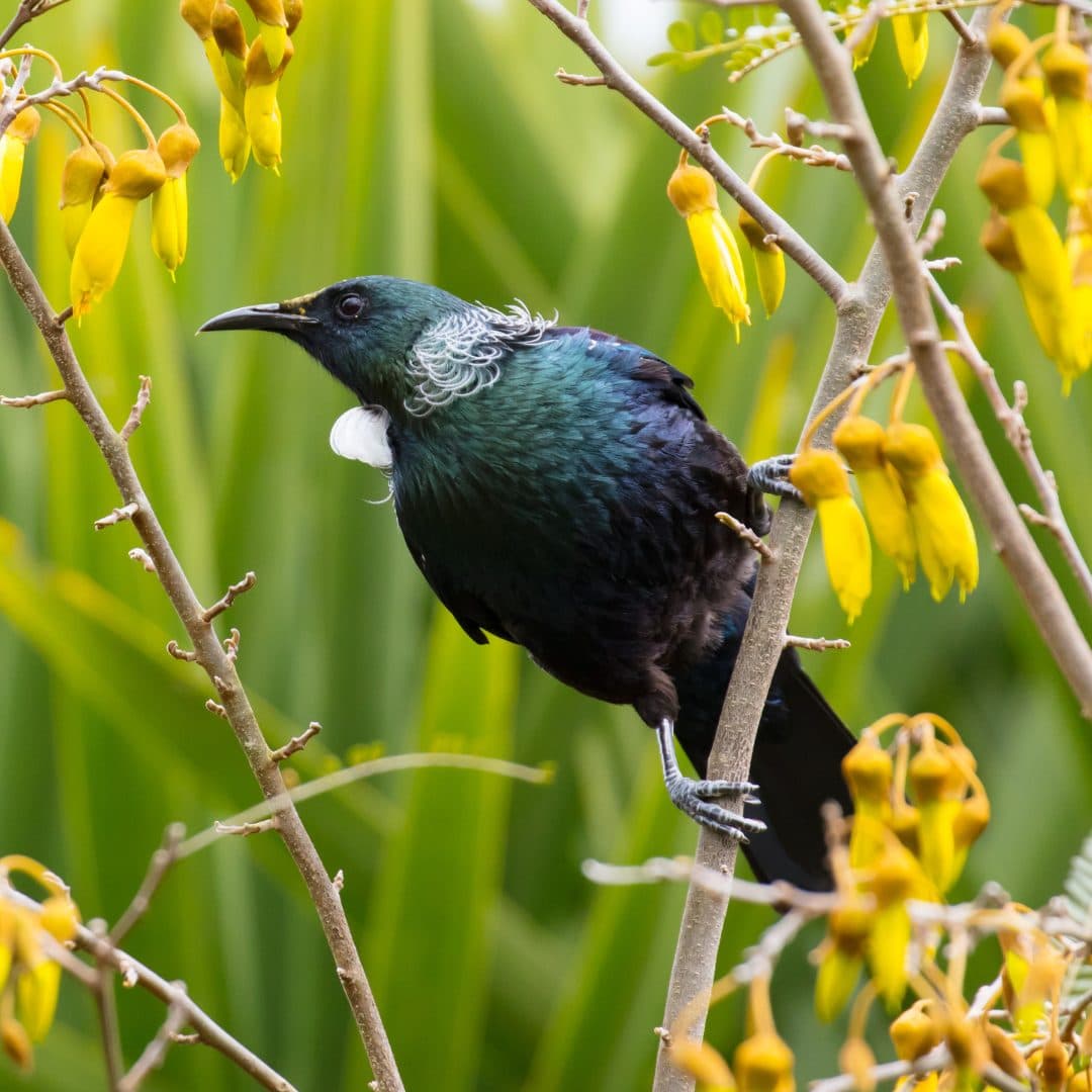 A Tui in a Kowhai tree.