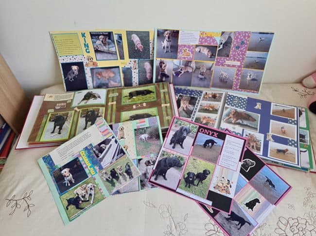 Eight colourful scrapbooks set out on top of a bedspread. They're full of photos of yellow and black Labrador dogs in a variety settings.