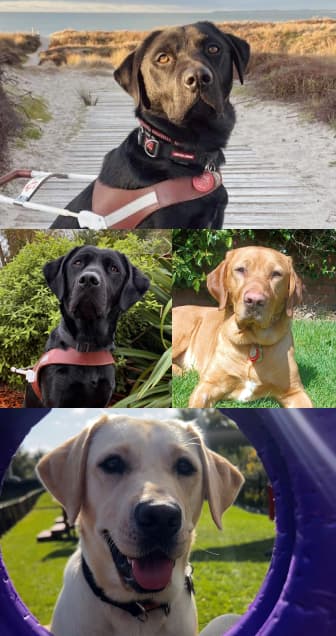 A collage of four Labrador Retrievers. Top: a black Lab in a harness on a beach boardwalk. Middle: a black Lab in a harness (left) and a fox-red Lab on grass (right). Bottom: a yellow Lab looking through a purple agility hoop.