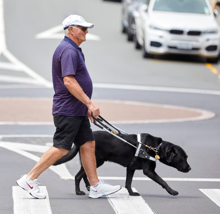 Client David and his guide dog Jackson are walking over a pedestrian crossing