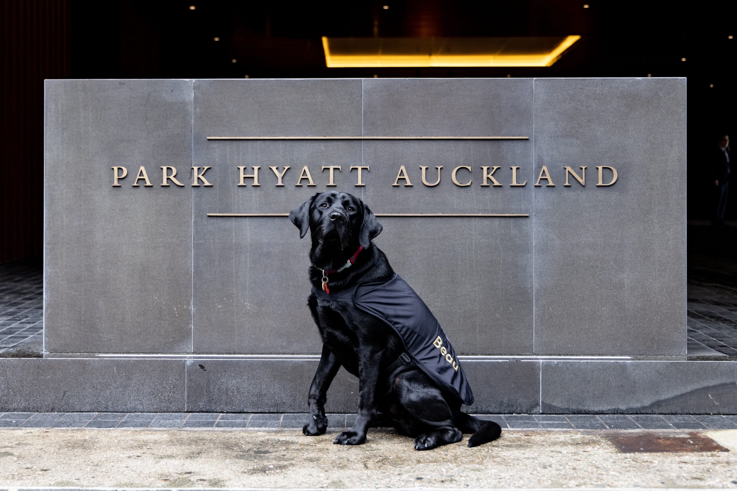 Guide Dog Ambassador, Beau sits outside Park Hyatt Auckland
