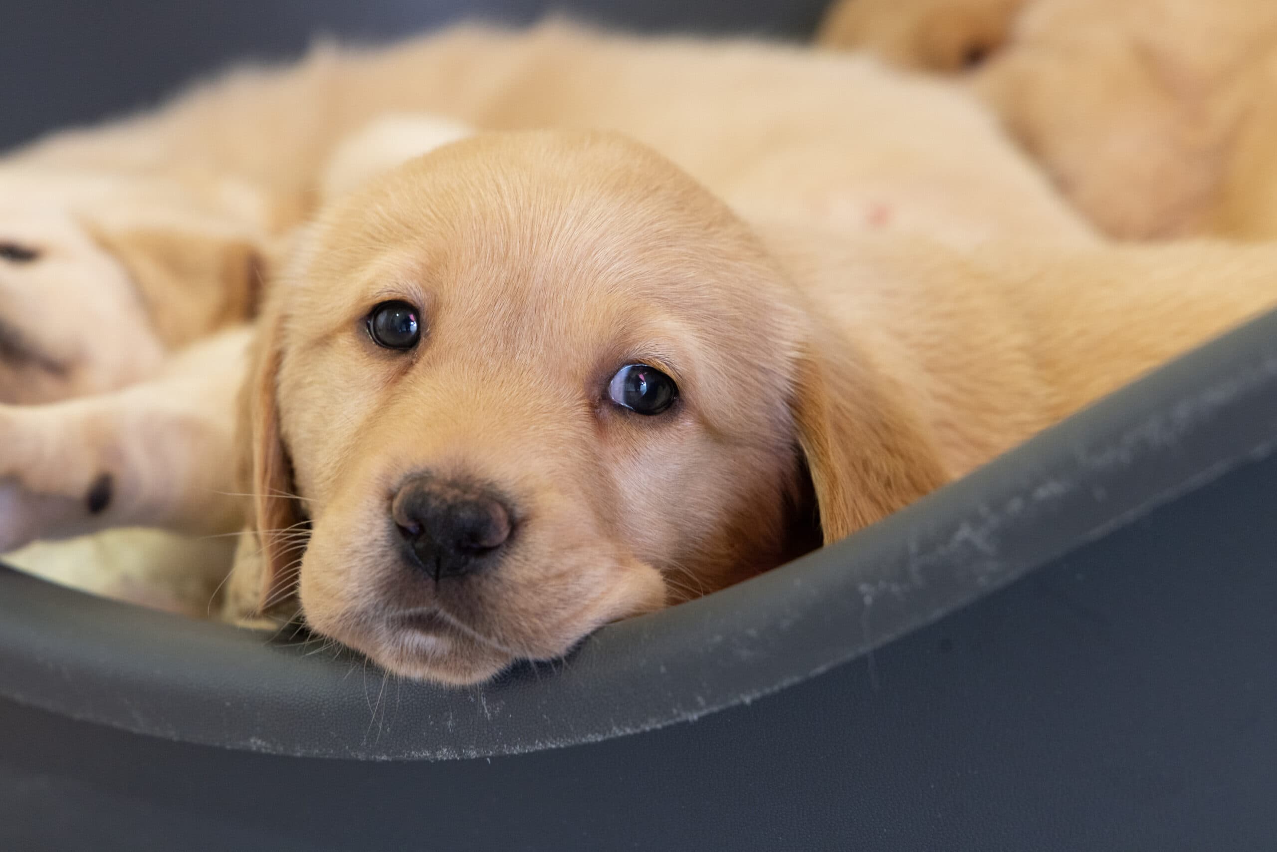 A gorgeous guide dog puppy is snuggled up cosily in bed with its brothers and sisters.