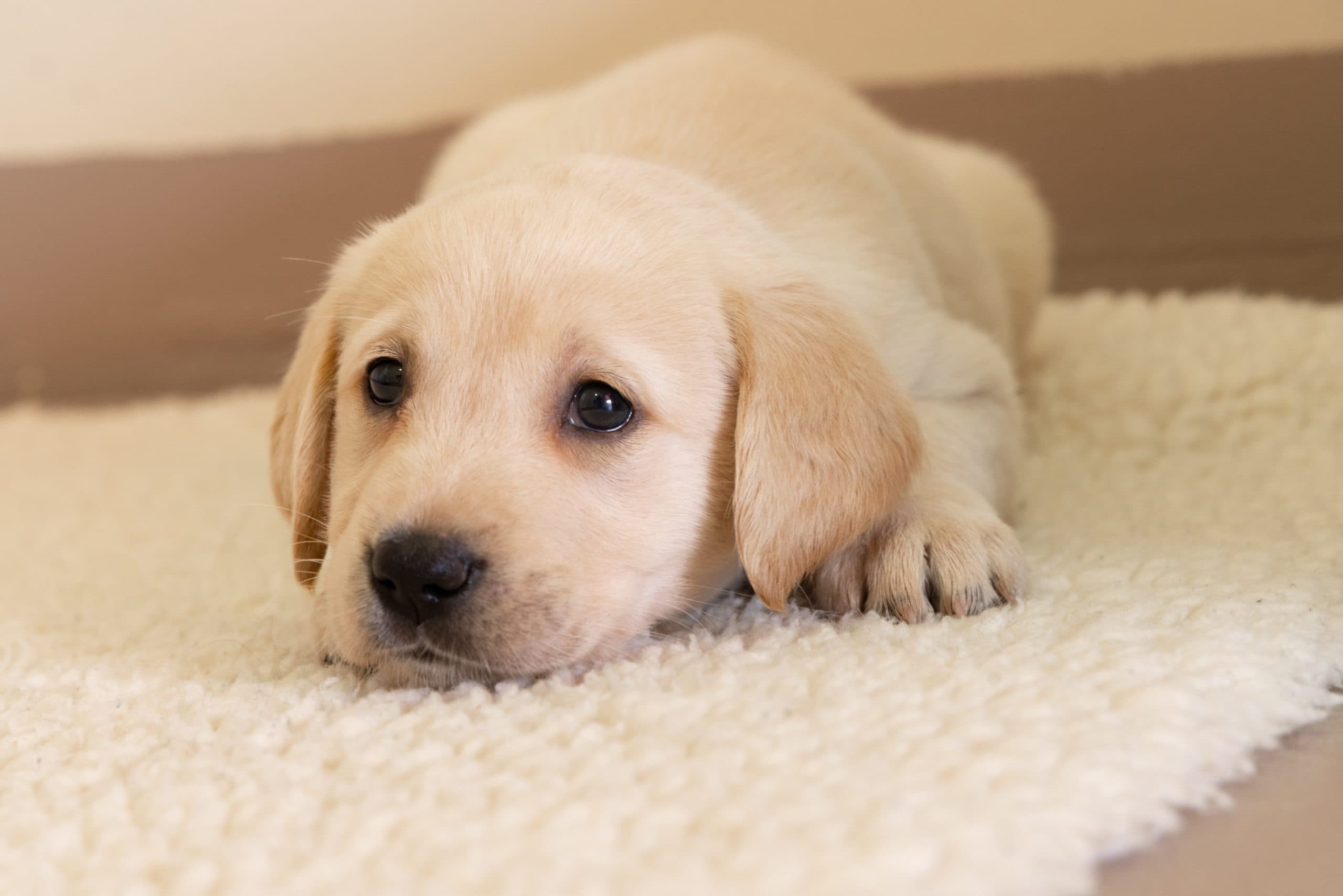 A young guide dog puppy is lying on a rug and giving us puppy dog eyes
