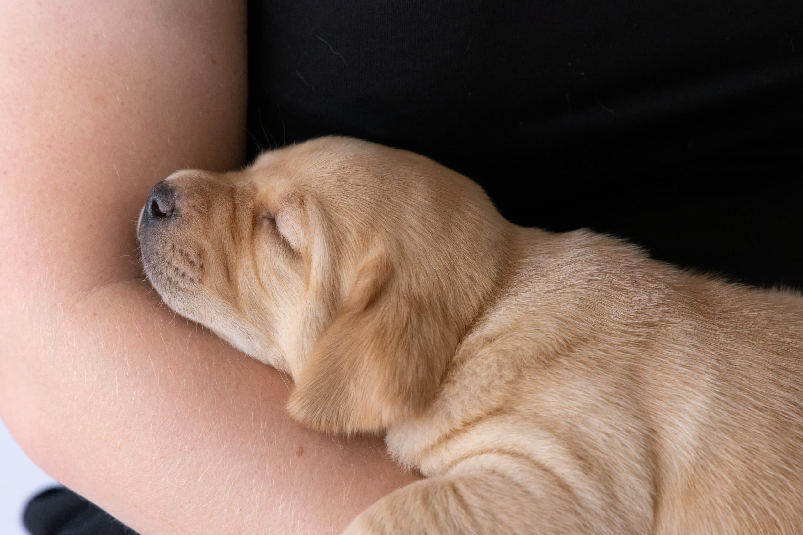 A very young guide dog puppy sits snuggled in someone's arms sleepily