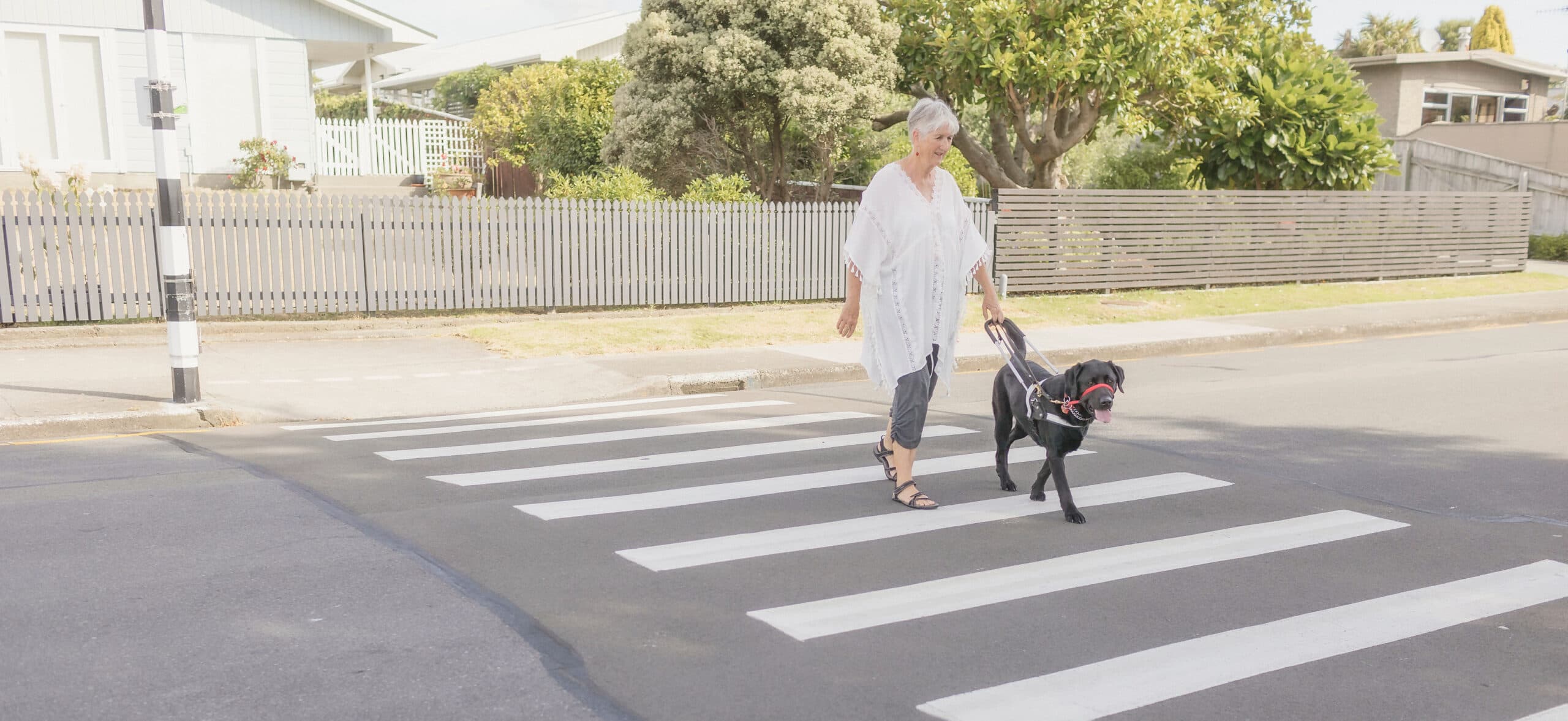 Client Sue and her guide dog, Yazz walk across a pedestrian crossing
