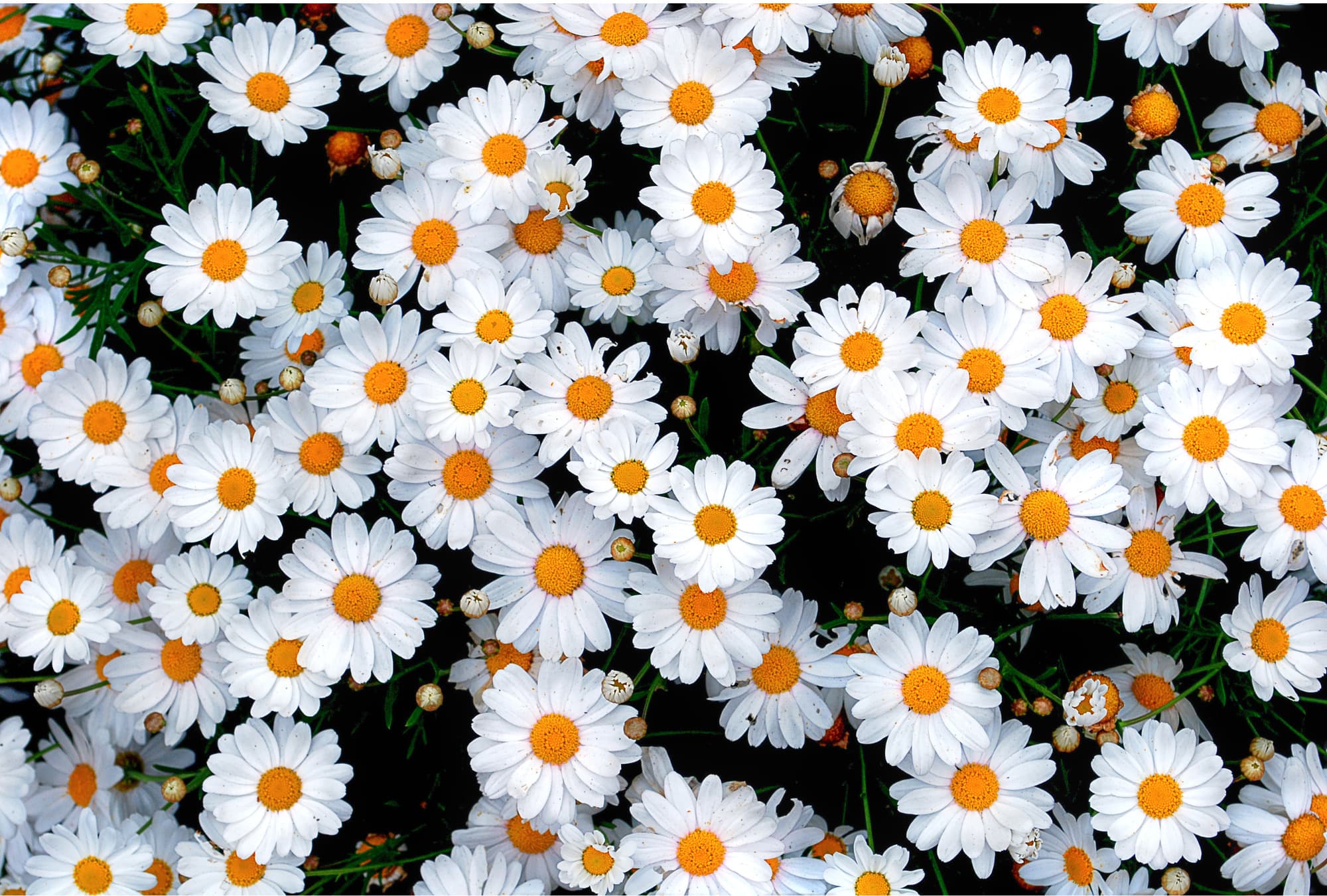 Bunch of daisys