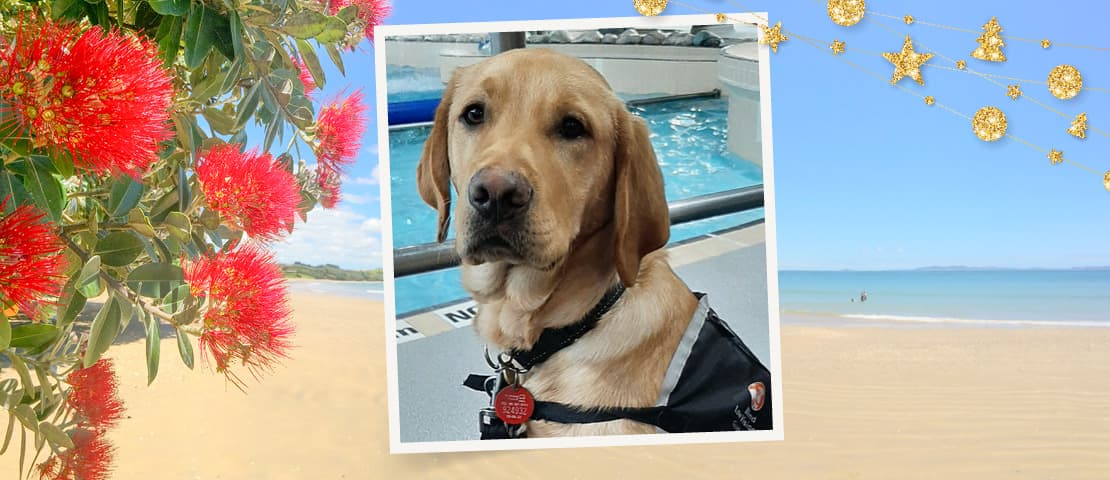 Yellow Labrador retriever Marley is wearing his black coat while doing his guide dog training in an aquatic centre.