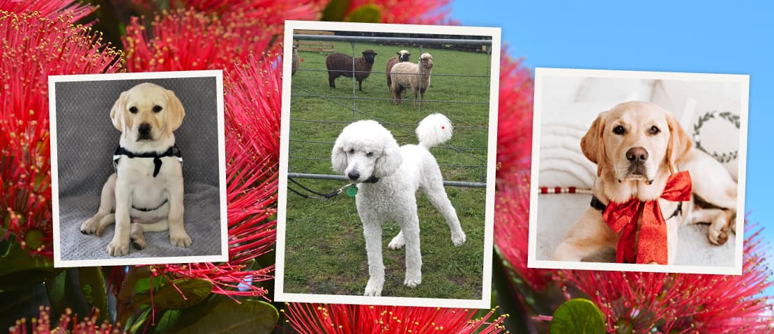 Three polaroid images of yellow labrador retriever puppies Whina and Paxton and growing white poodle, Ivan on a Pohutukawa blossom background.