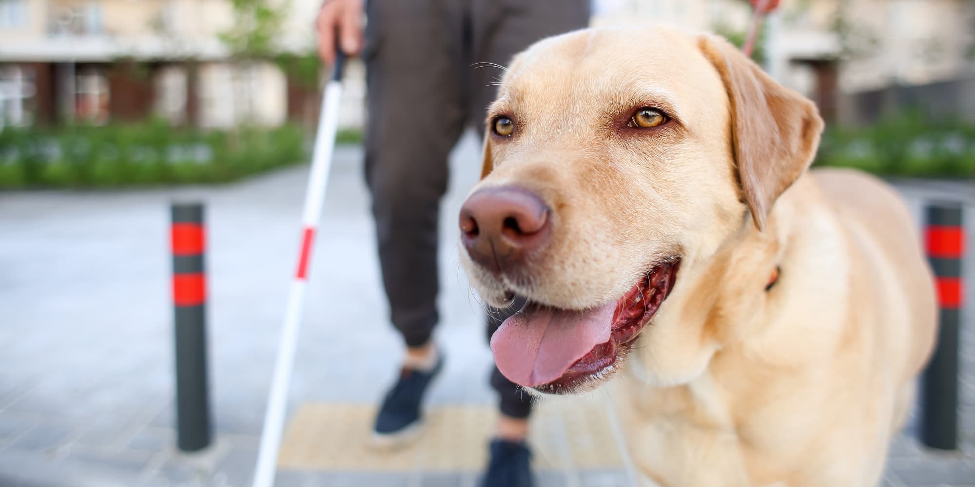 A close up of a golden guide dog as it guides a blind person in the background with a white cane.