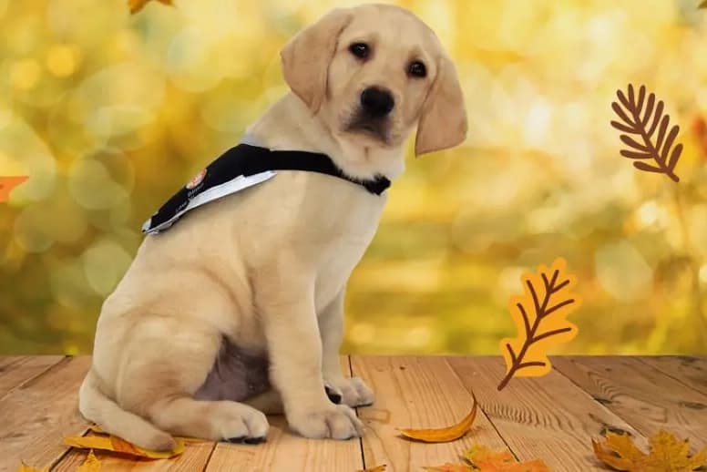 A labrador puppy sitting on a wooden boardwalk with an autumnal background.