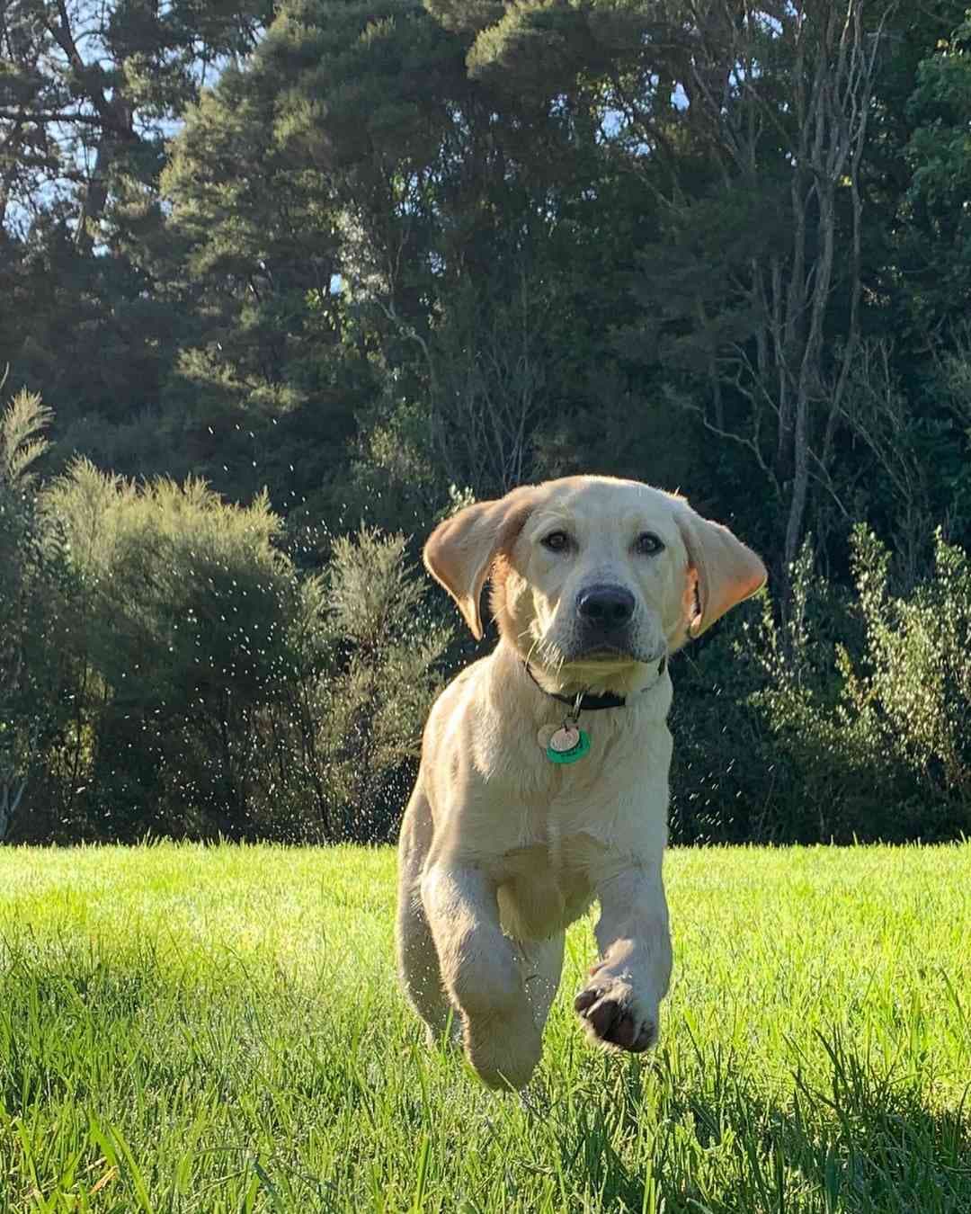 Gino is a yellow Labrador puppy running through a field on a sunny day.