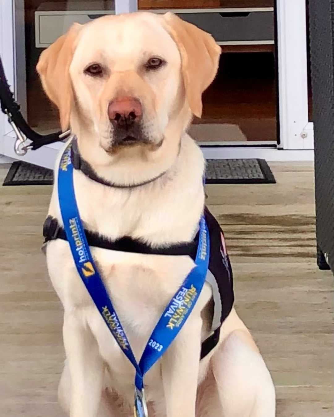 Whina, a guide dog in training sitting on a deck.