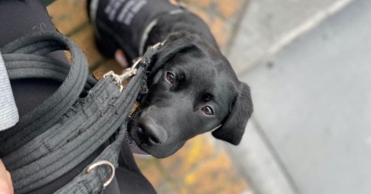 A close up of a black labradour guide dog puppy on a leash looking at the camera.