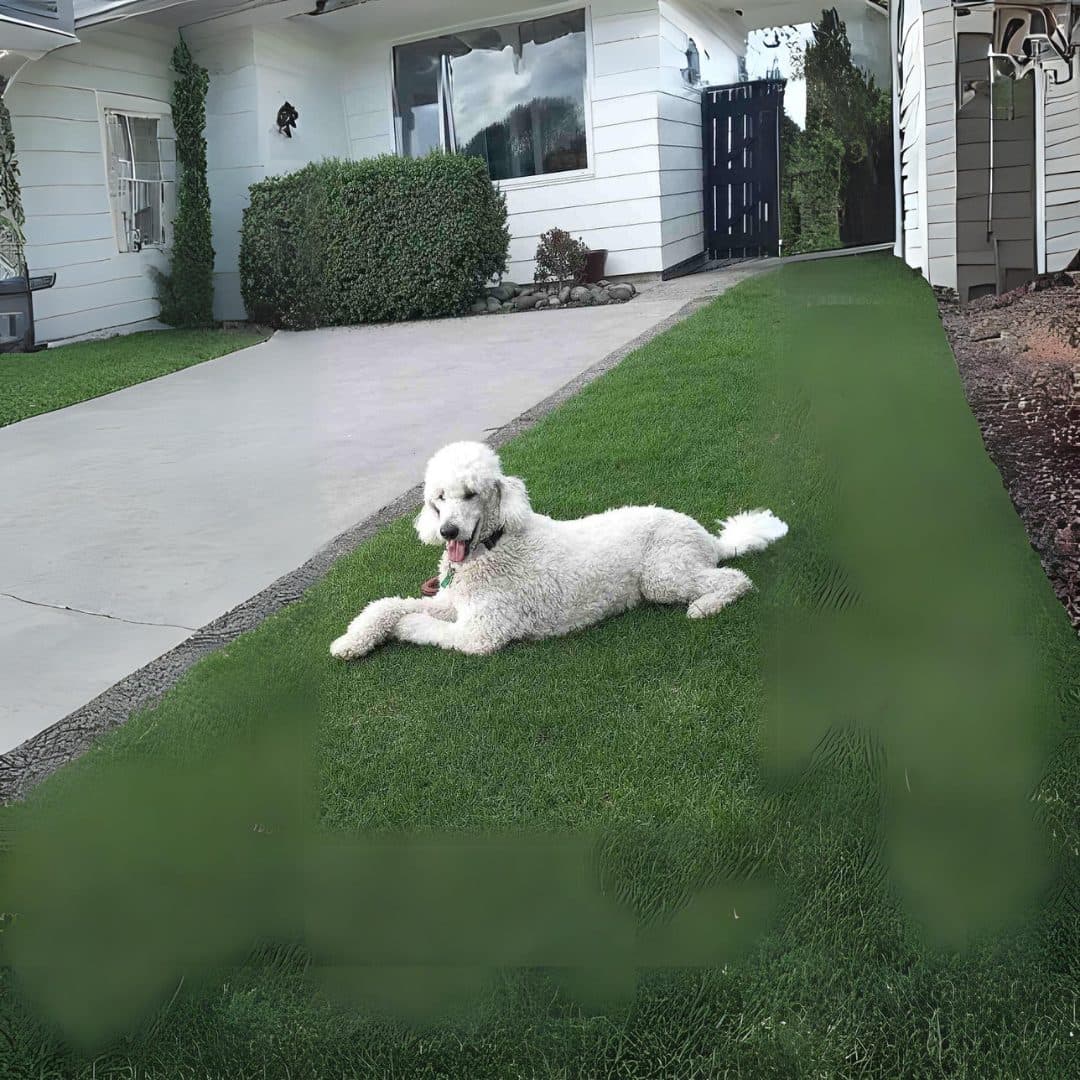 Ivan the poodle lying on the grass outside his home.