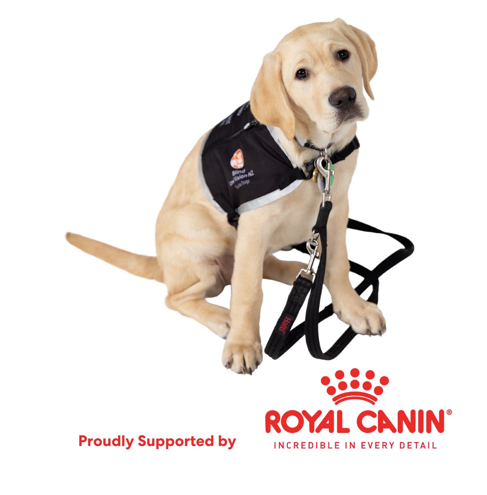 A yellow labrador pup wearing a Blind Low Vision NZ Guide Dogs jacket. Beneath it is the text Proudly supported by Royal Canin with the Royal Canin logo displayed.